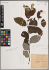 Foto von Salix caprea L.